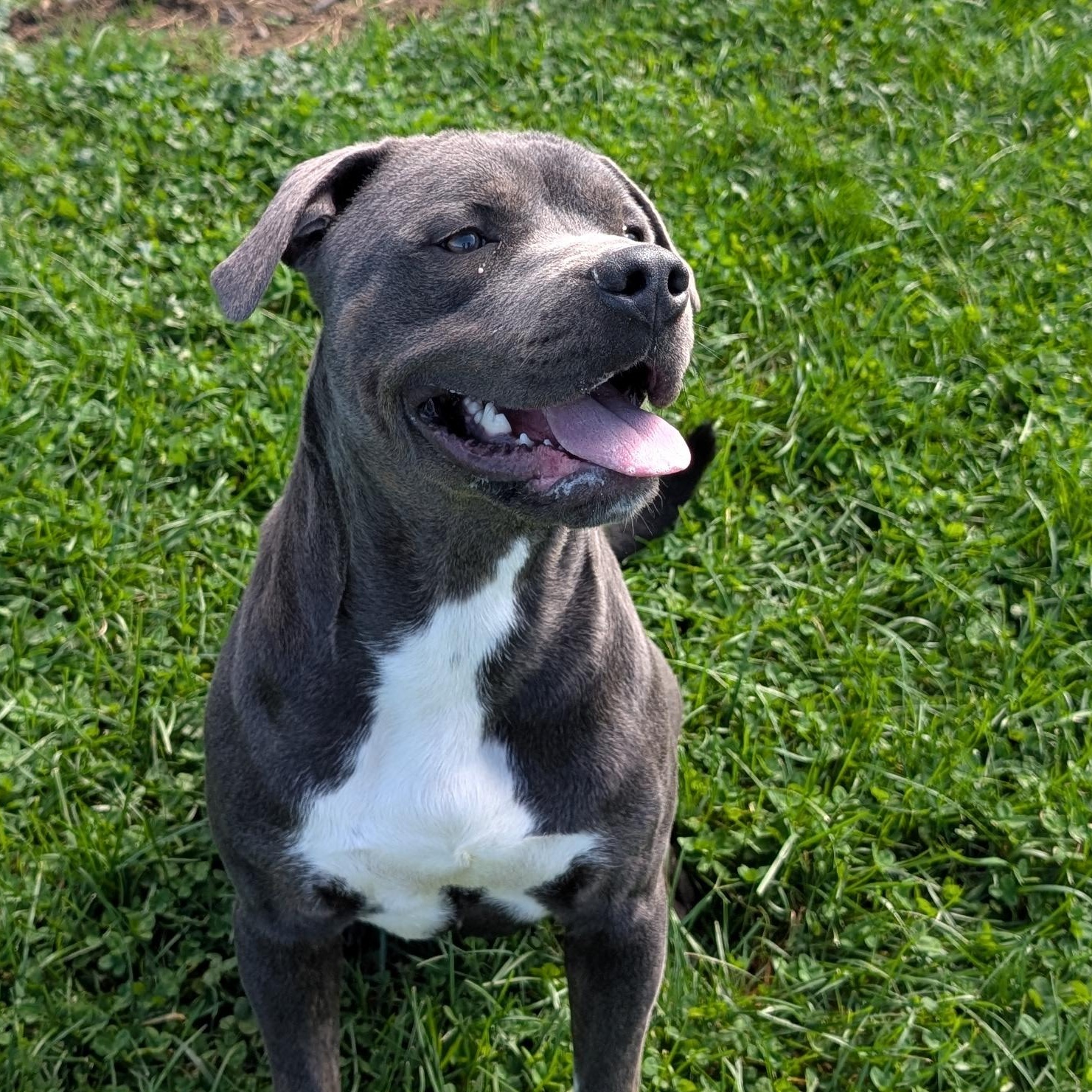 192199 Murphy, Adoptable, Adult Male Pit Bull Terrier.