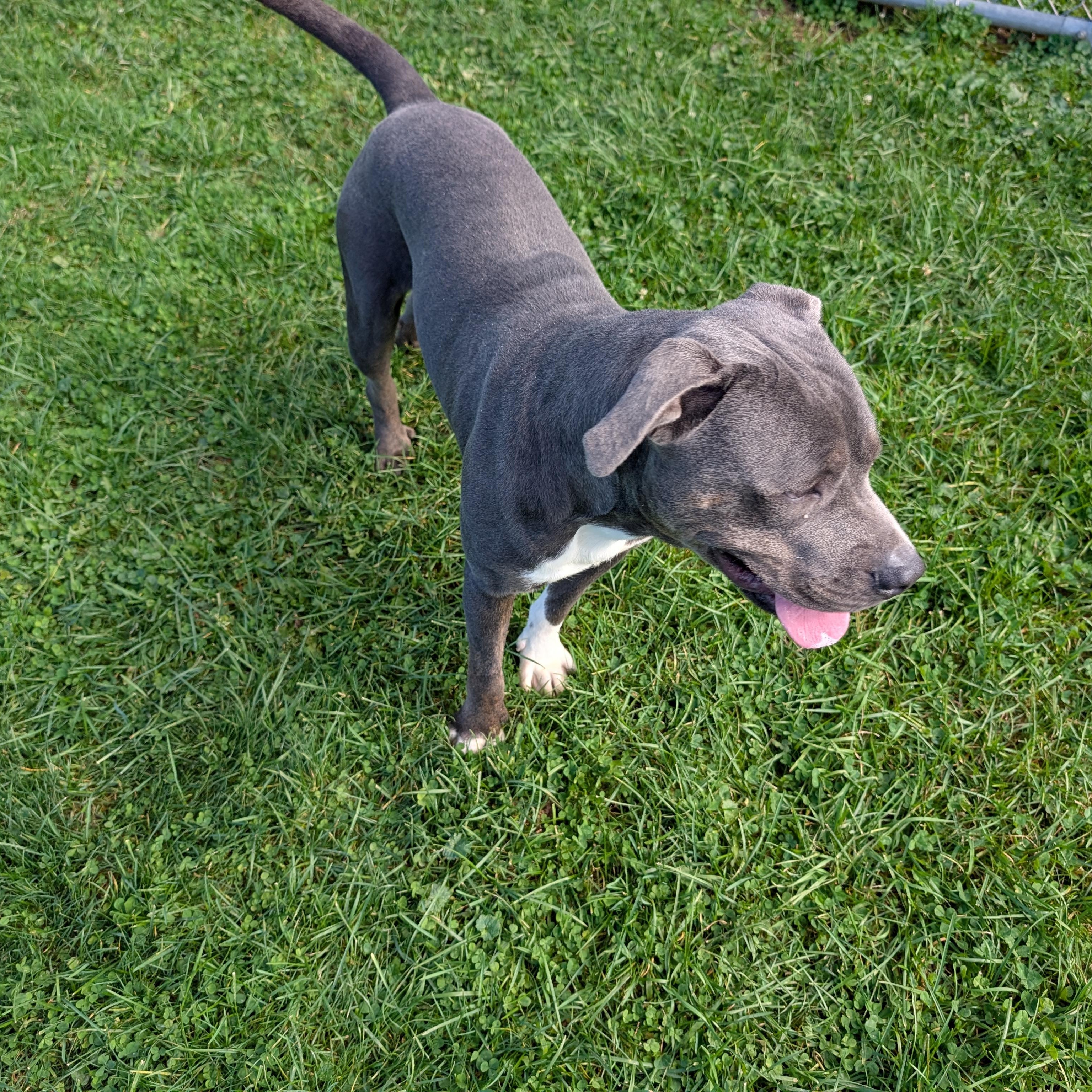 Enlarge 192199 Murphy, a Adoptable Pit Bull Terrier in Ravenna, OH image 4/6
