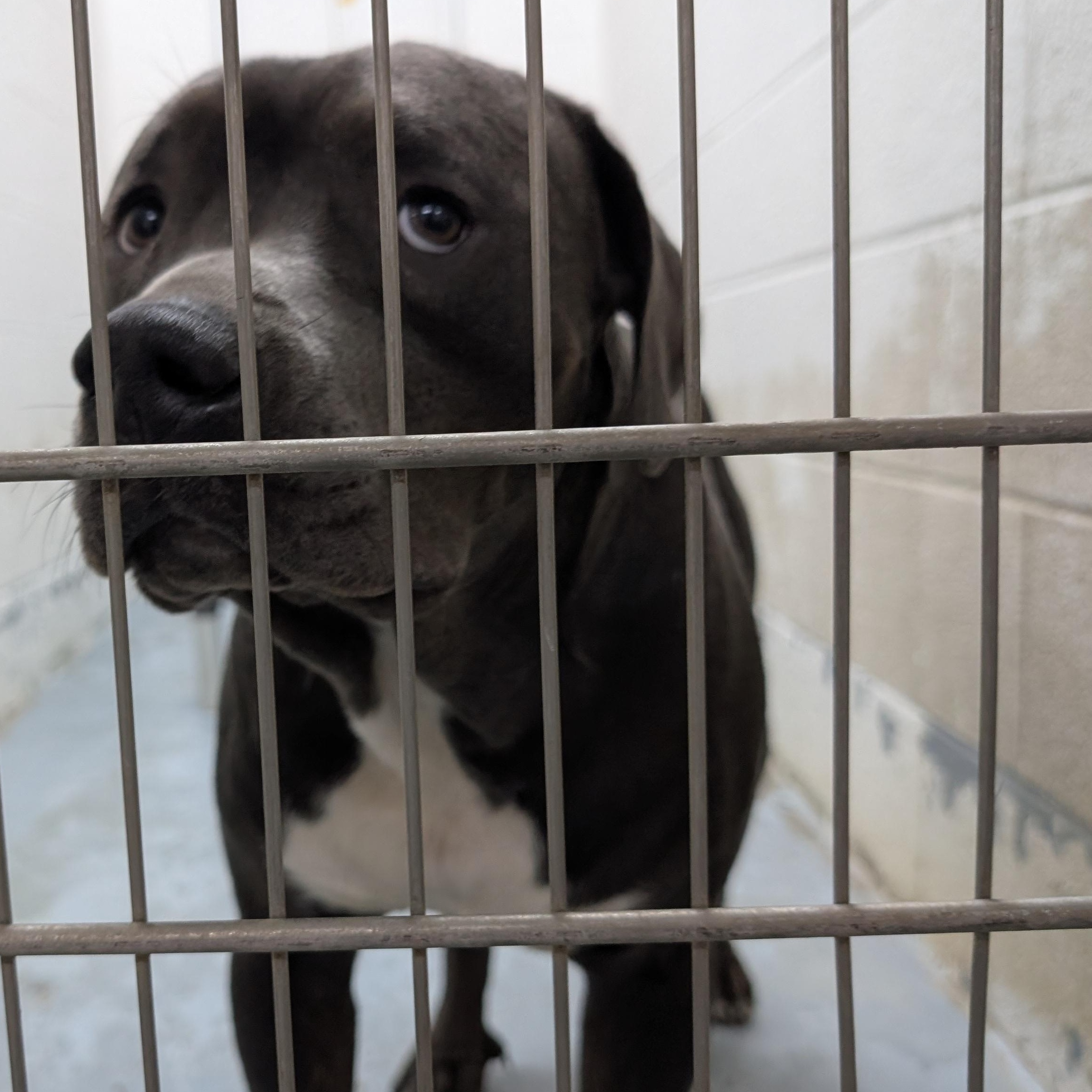 192199 LOOKING FOR OWNER, Adoptable, Adult Male Pit Bull Terrier.