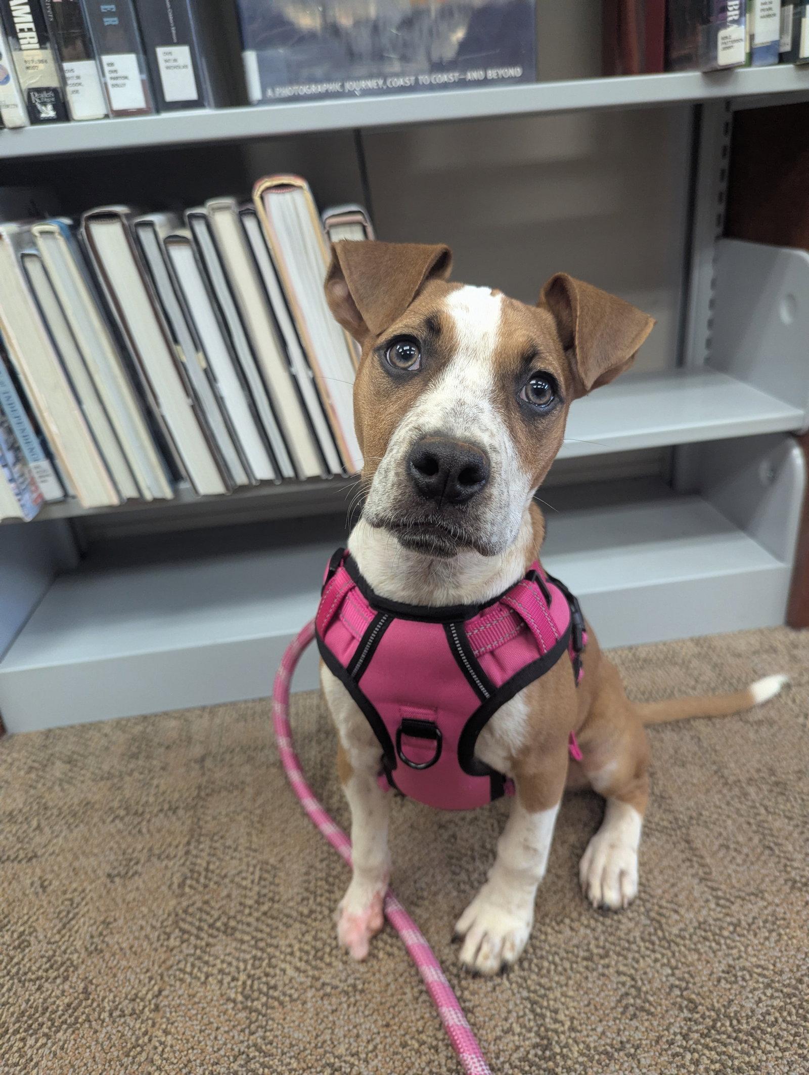 Becca, Adoptable, Puppy Female Boxer.
