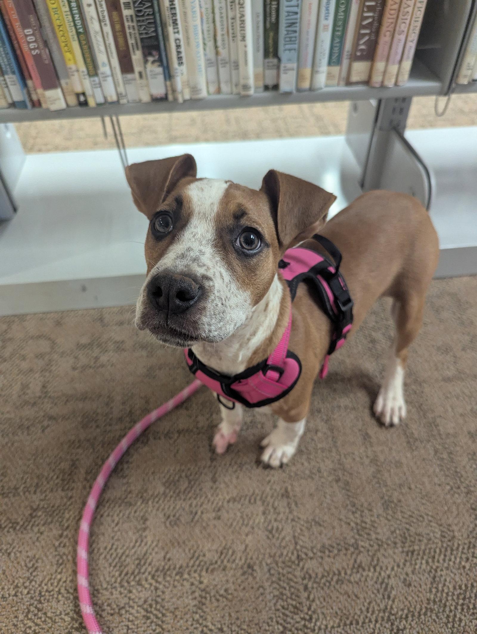Enlarge Becca, a Adoptable Boxer in Calhoun, GA image 2/3