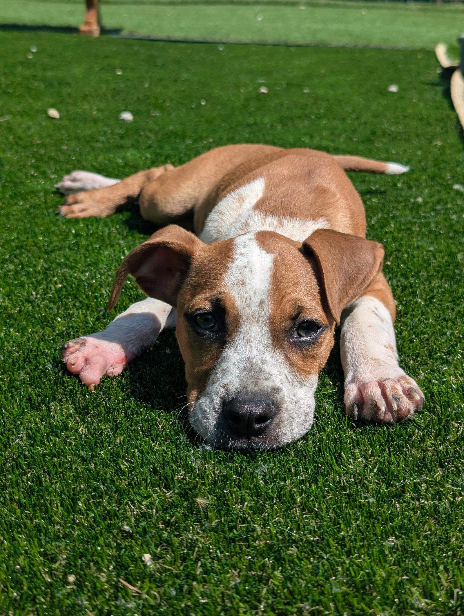 Enlarge Becca, a Adoptable Boxer in Calhoun, GA image 1/3
