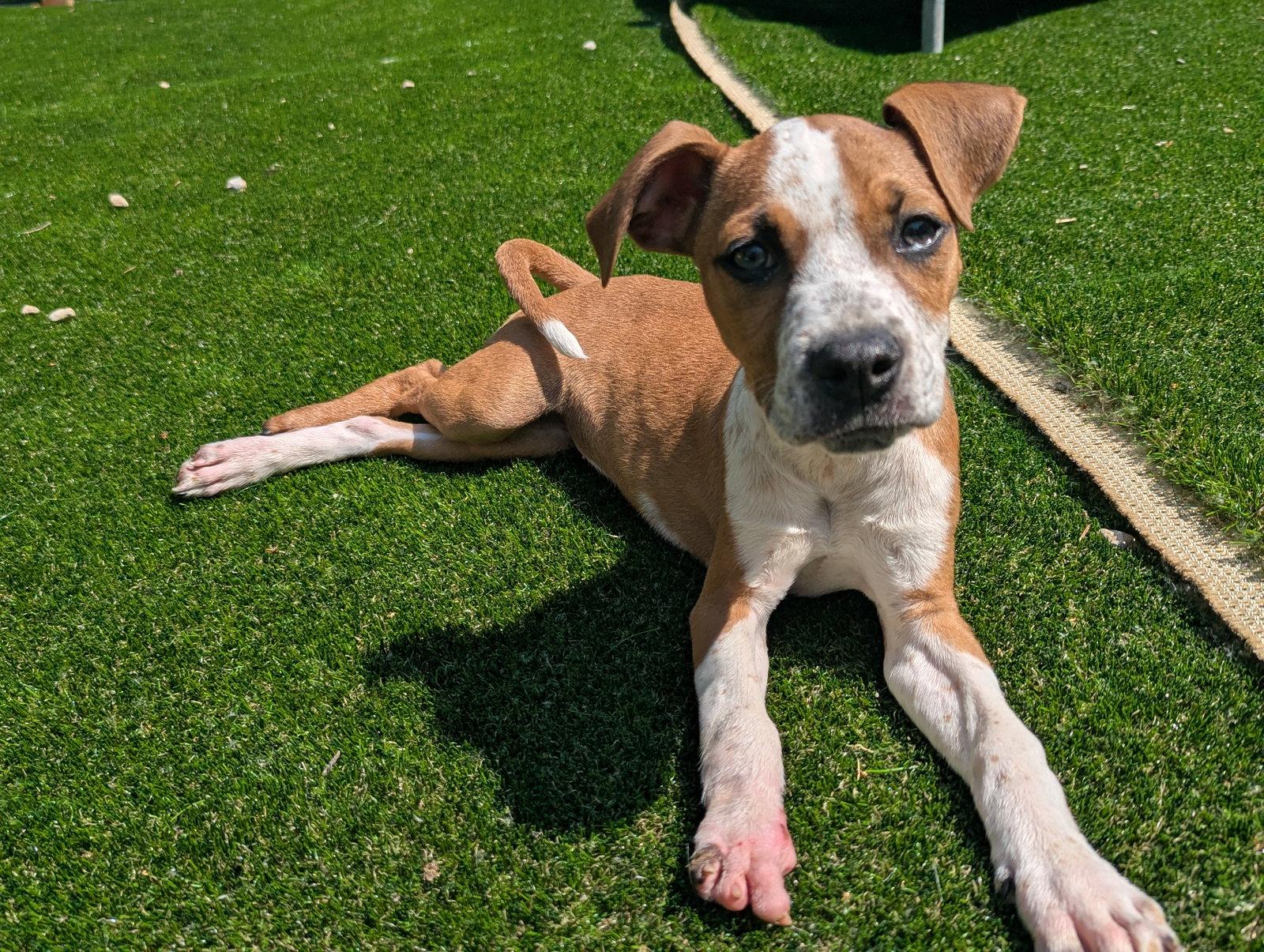 Enlarge Becca, a Adoptable Boxer in Calhoun, GA image 2/3