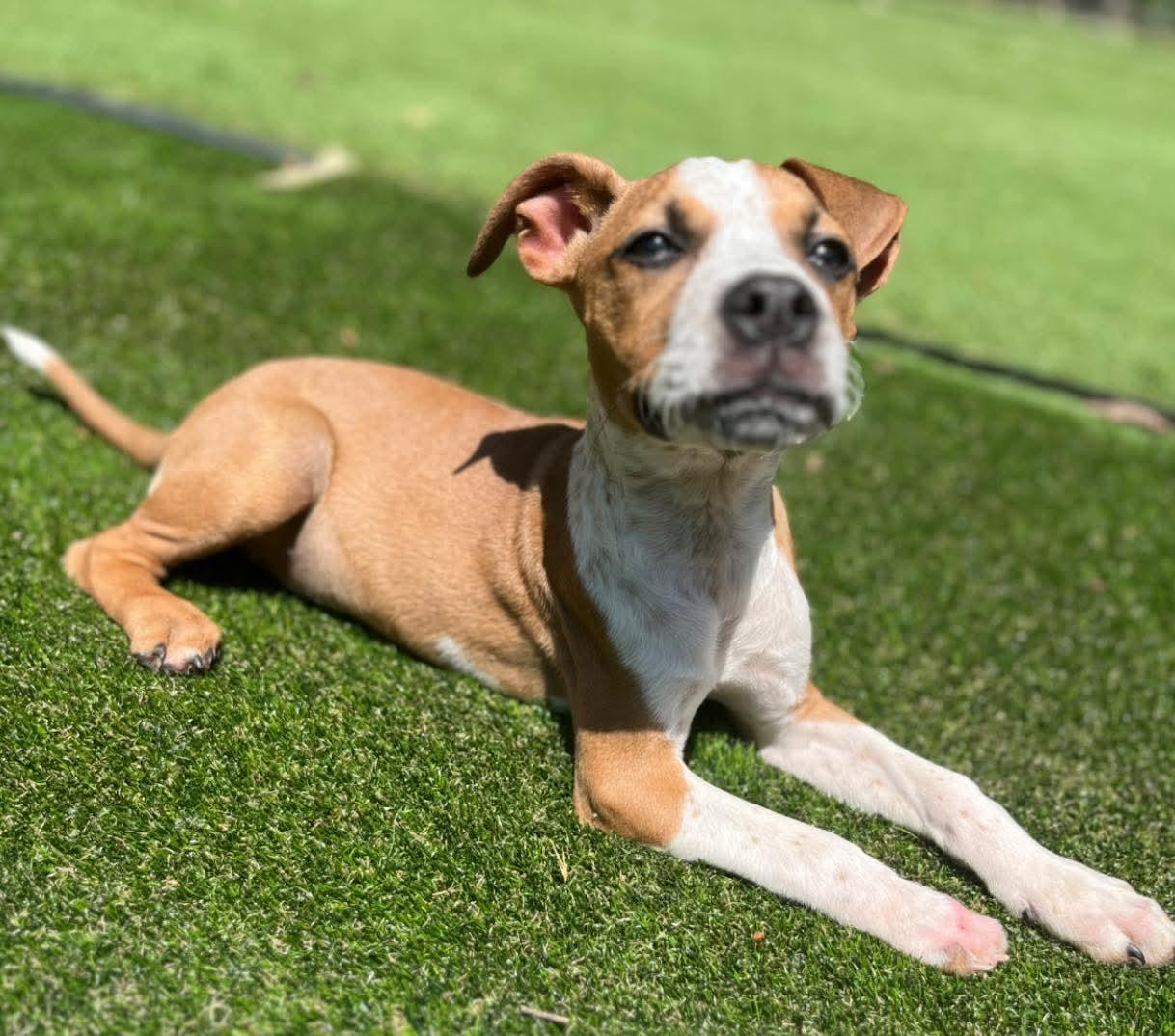 Enlarge Becca, a Adoptable Boxer in Calhoun, GA image 3/3
