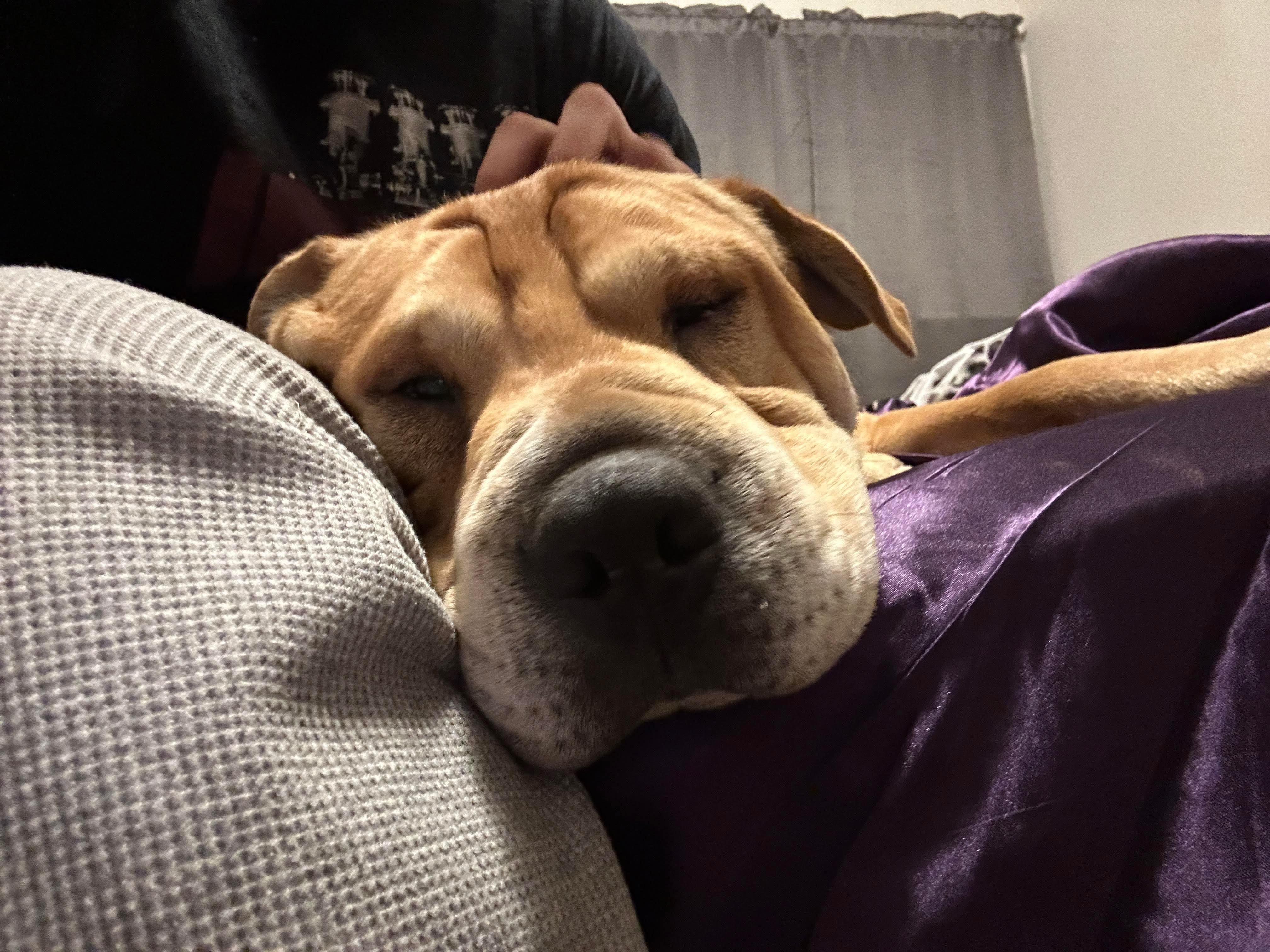 COLE, Adoptable, Adult Male Shar-Pei.