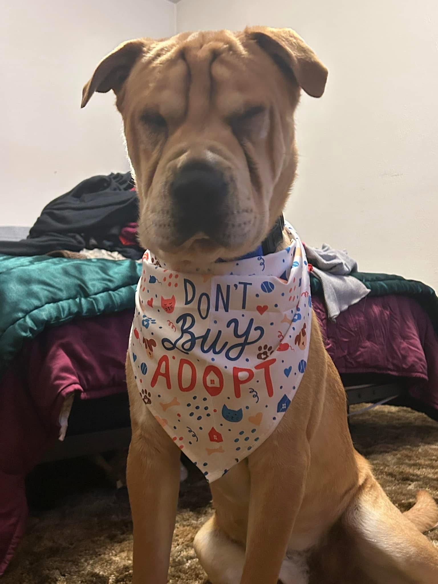 COLE, a Adoptable mixed breed in Dallas, TX image 2/2