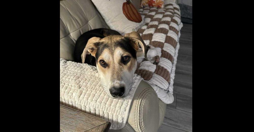 Star Trek :  thumbnail 4