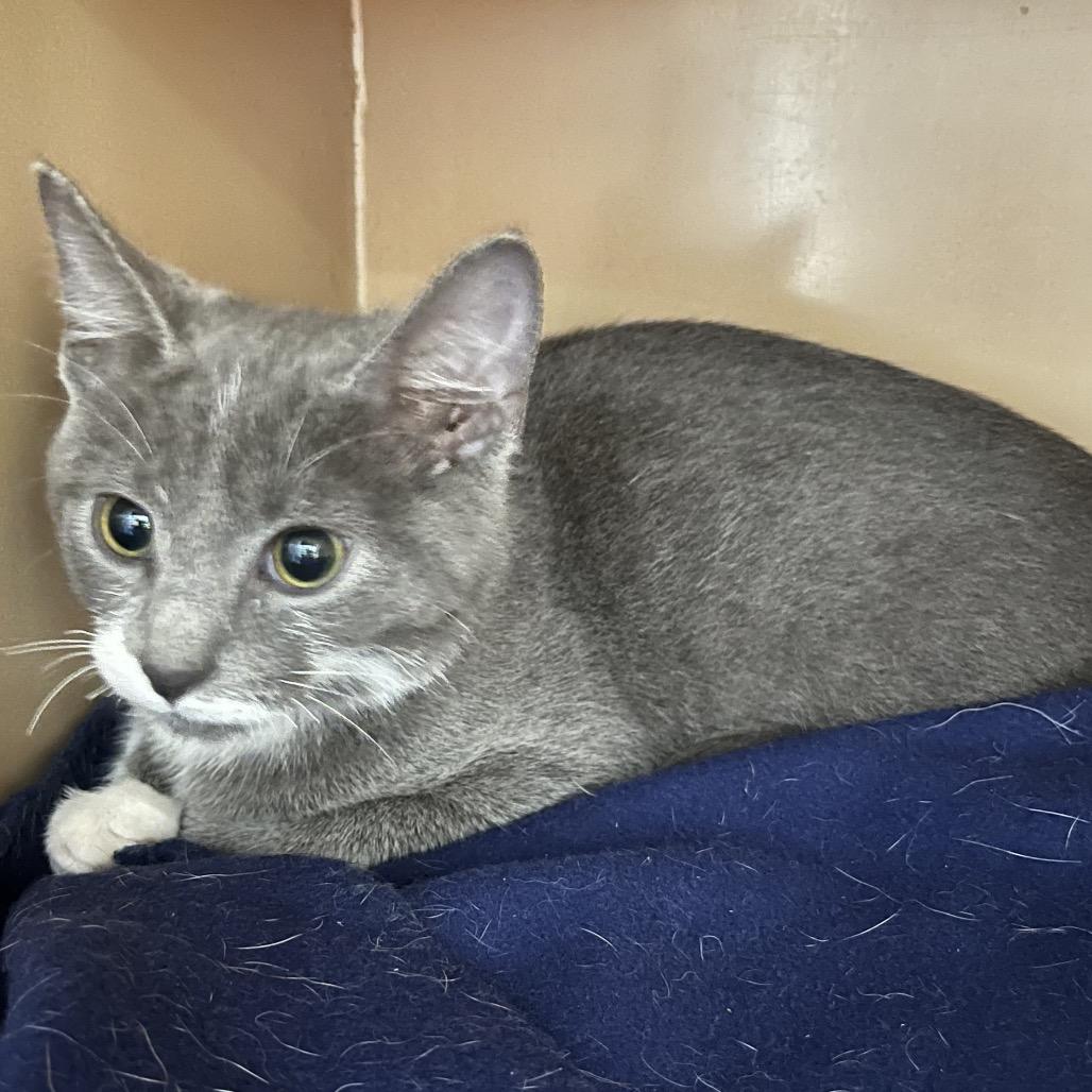 Enlarge Ziggy, a Adoptable mixed breed in Madisonville, KY image 1/1