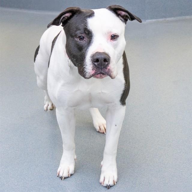 Enlarge SANTOS, a Adoptable Pit Bull Terrier in St. Louis, MO image 1/1