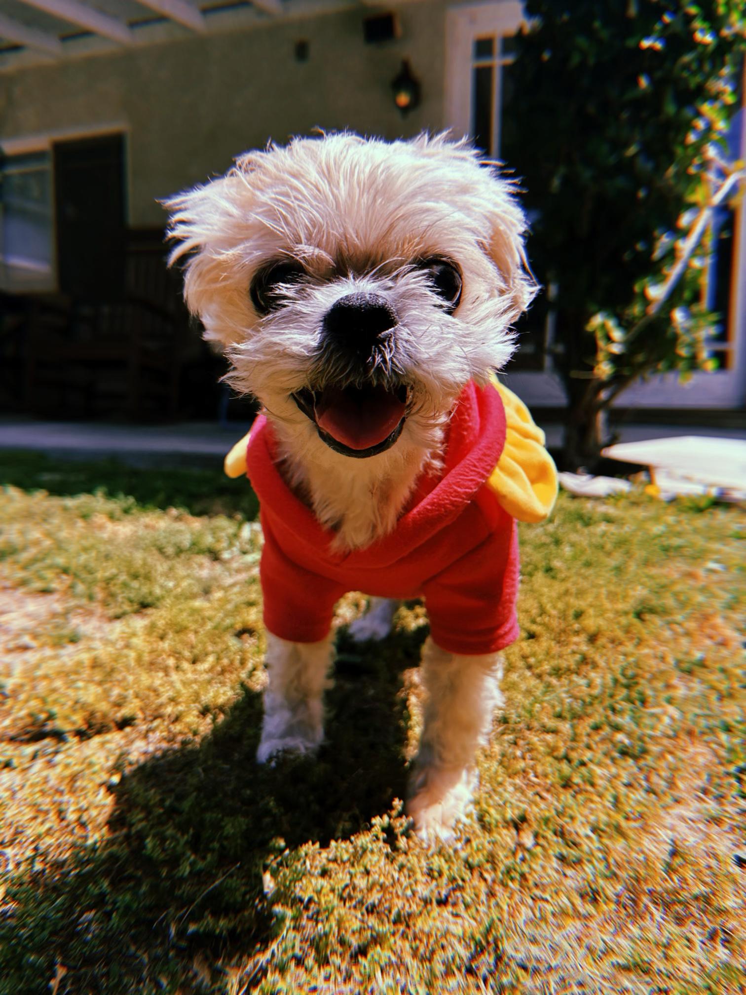 Enlarge Dot, a ADOPTABLE Shih Tzu in Glendale, CA image 1/4