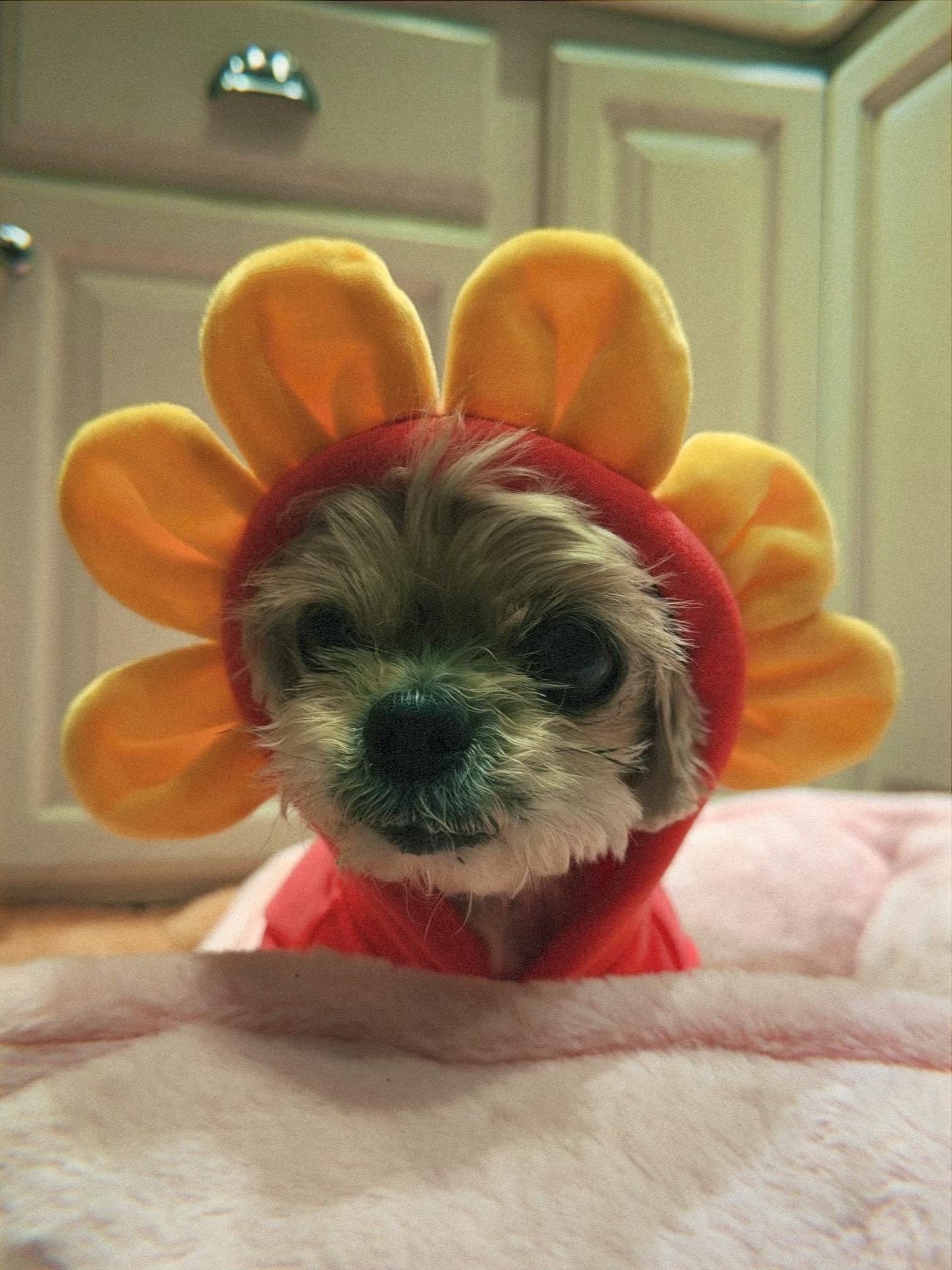Enlarge Dot, a ADOPTABLE Shih Tzu in Glendale, CA image 2/4