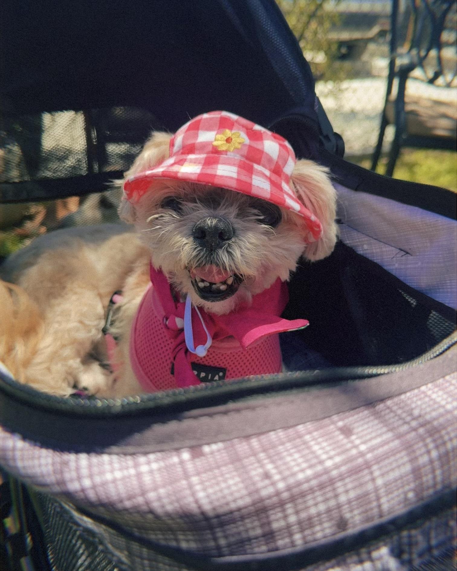 Dot, a ADOPTABLE Shih Tzu in Glendale, CA image 2/5