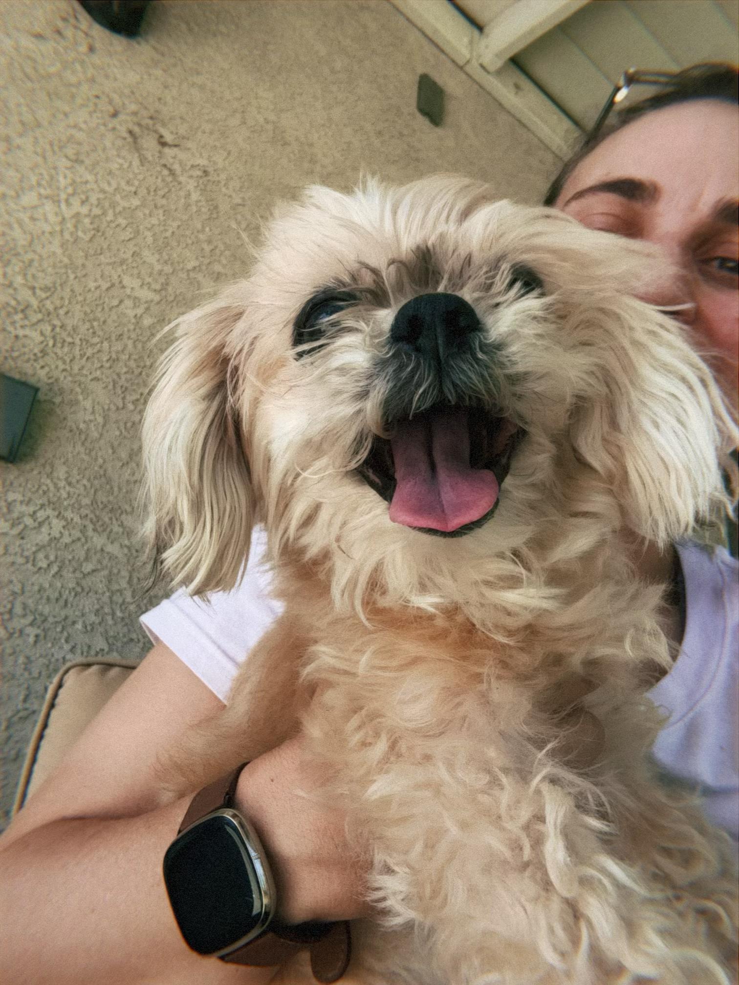 Enlarge Dot, a ADOPTABLE Shih Tzu in Glendale, CA image 4/4