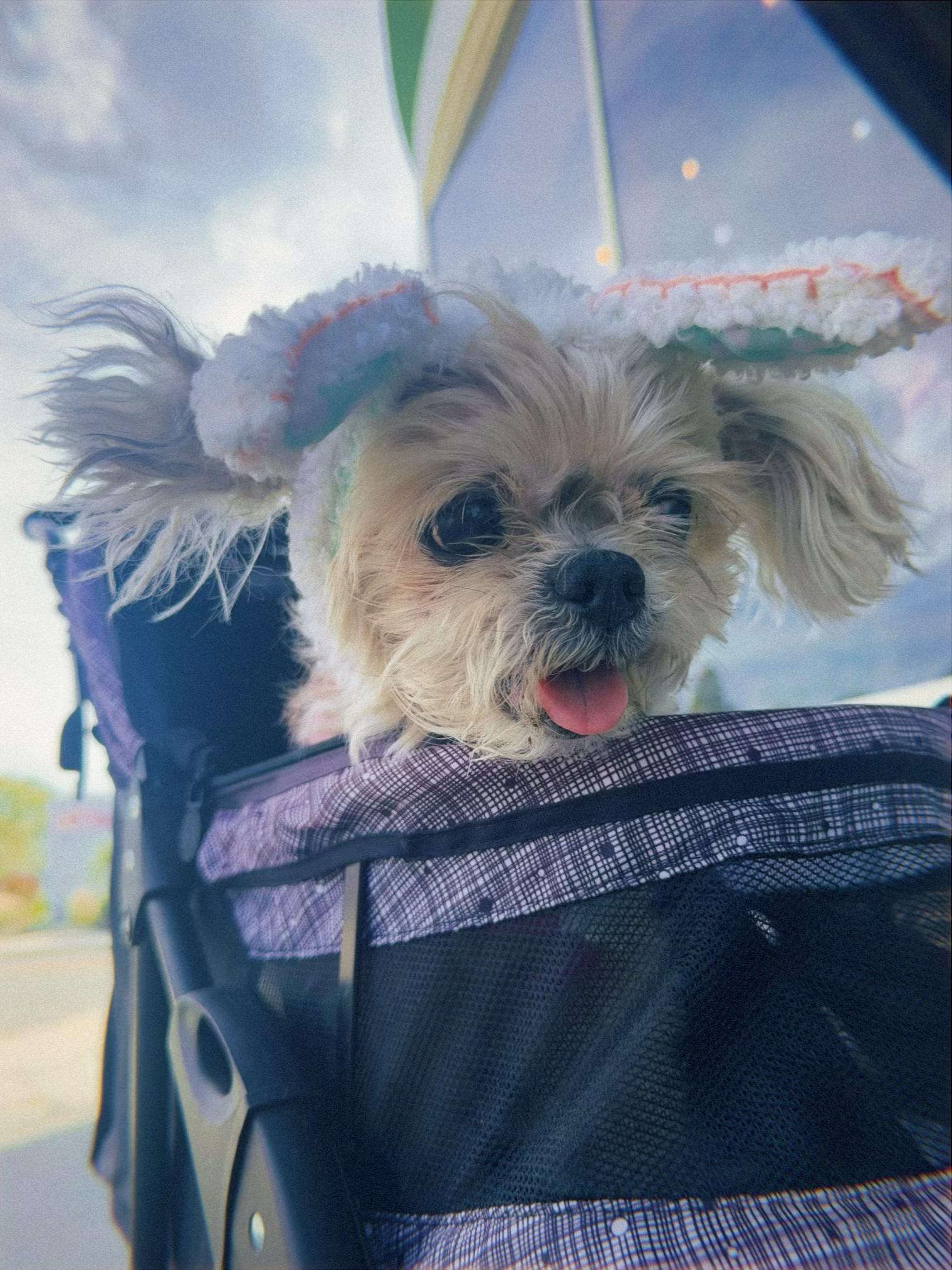 Enlarge Dot, a ADOPTABLE Shih Tzu in Glendale, CA image 3/4