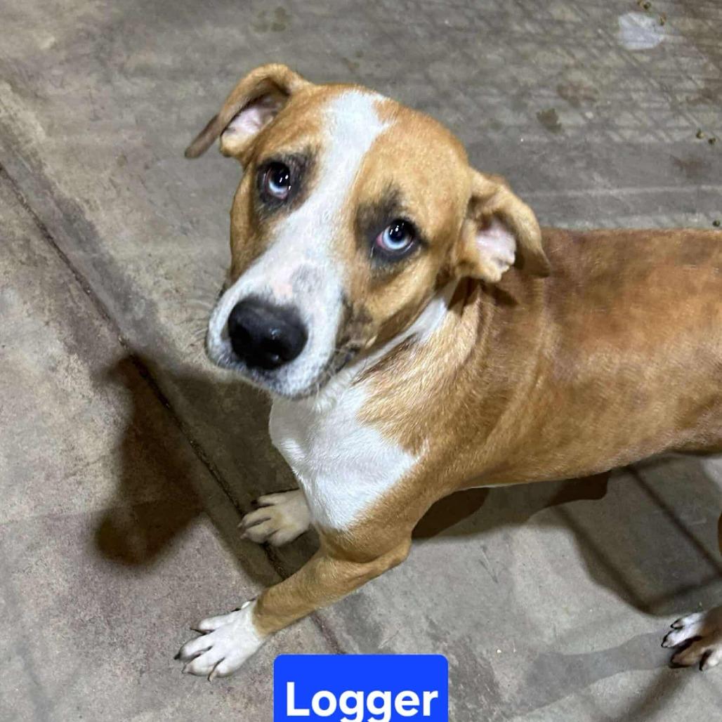 Enlarge Logger, a Adoptable Beagle in Madill, OK image 1/1