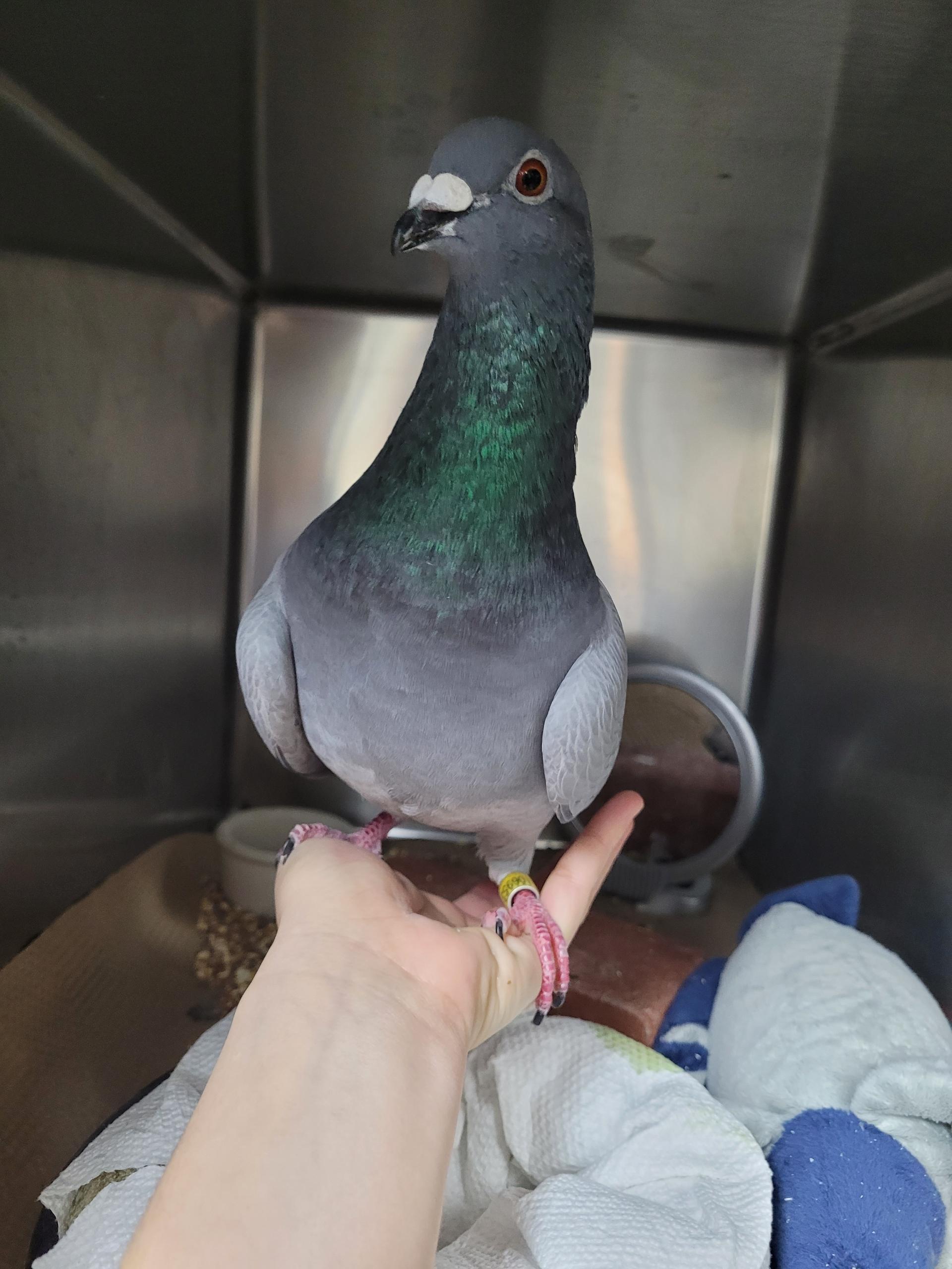 Enlarge Slayer, a ADOPTABLE mixed breed in New York, NY image 2/3