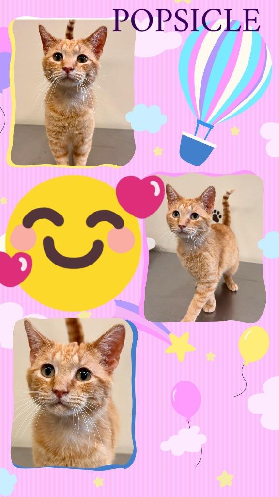Popsicle, Adoptable, Kitten Male Domestic Short Hair.