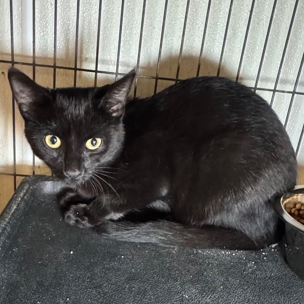 Enlarge Stealth, a Adoptable mixed breed in Saginaw, MI image 1/1