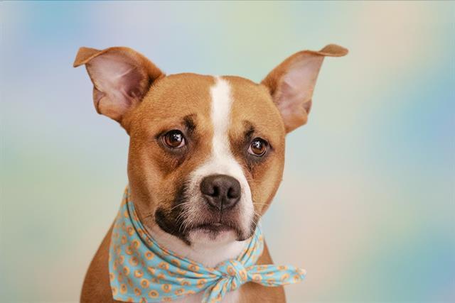 CHEERIO, Adoptable, Young Female Boxer & Mixed Breed.