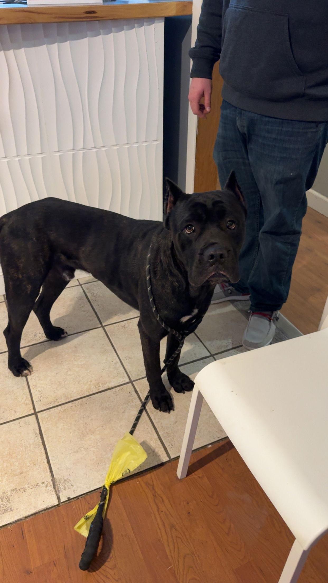 Kodiak, a Adopted Cane Corso in Leavenworth, KS image 2/2