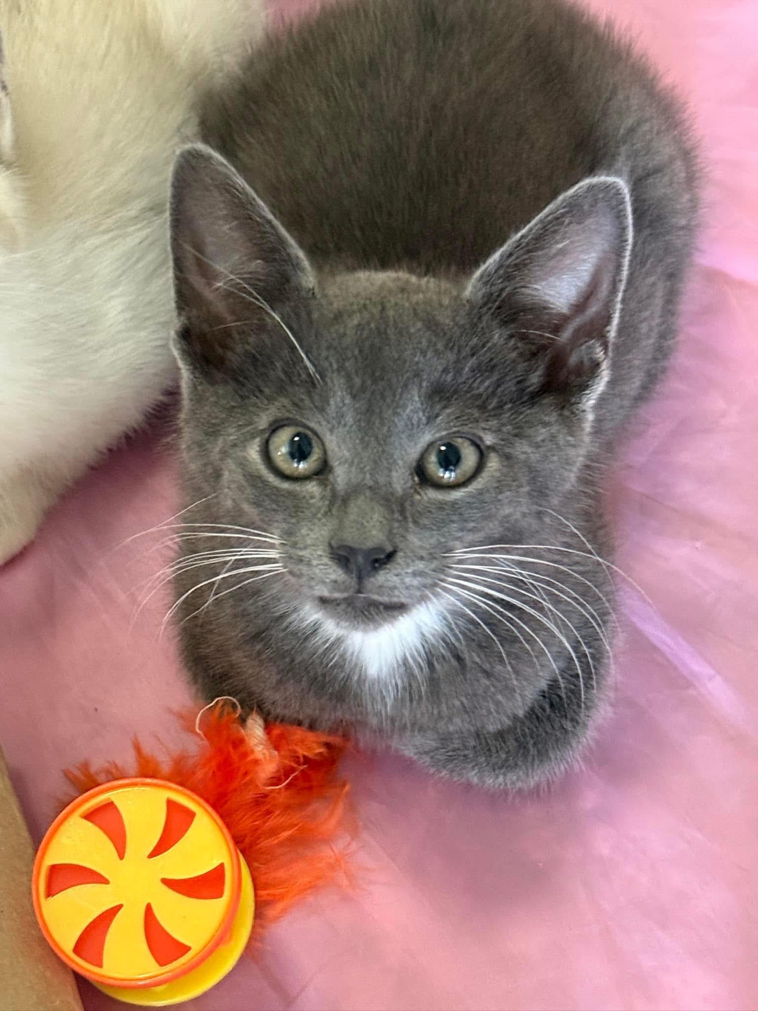 Bossy (TS), an adopted Domestic Short Hair in Schertz, TX image 1/3