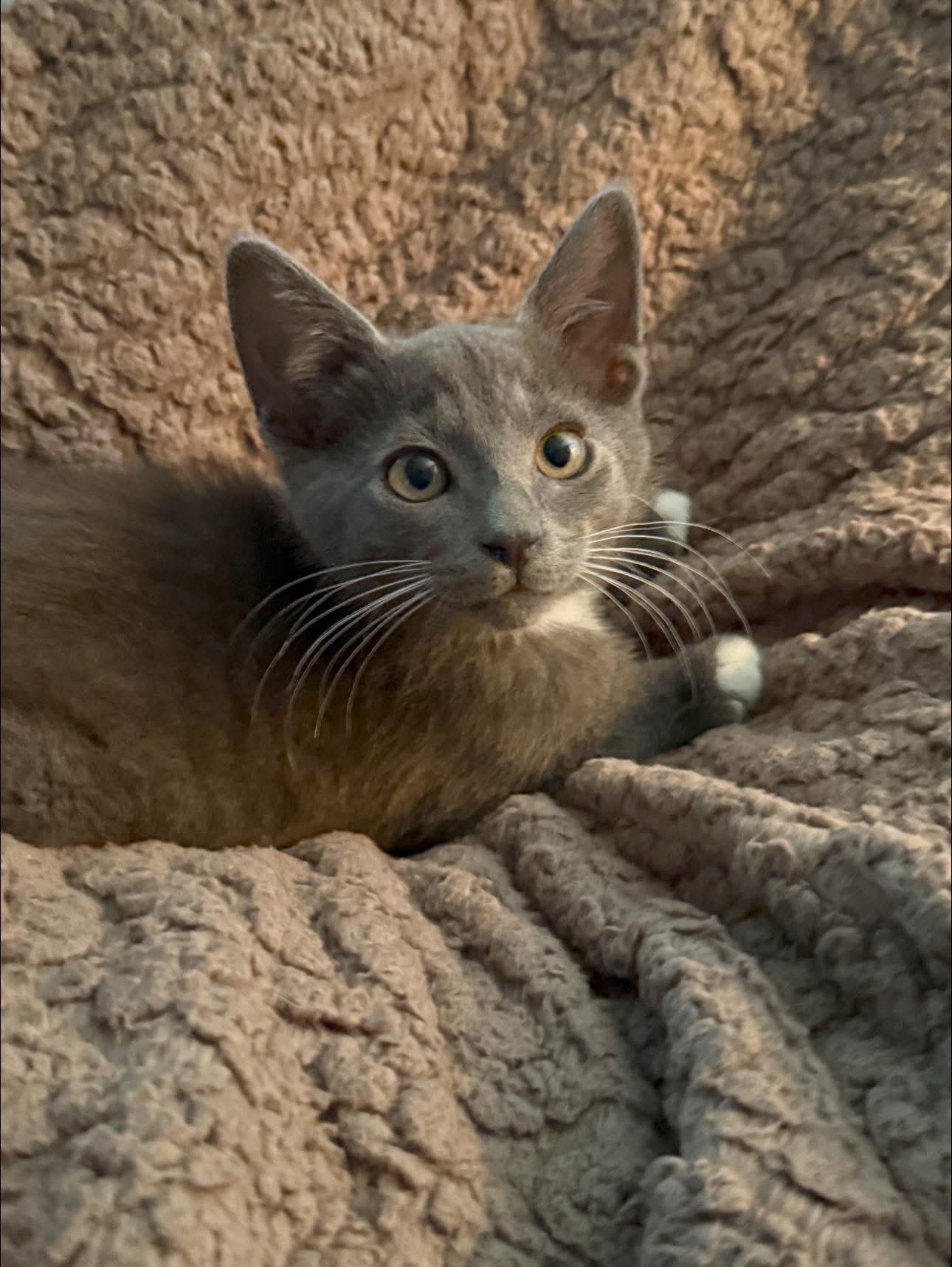 Bossy (TS), an adopted Domestic Short Hair in Schertz, TX image 3/3