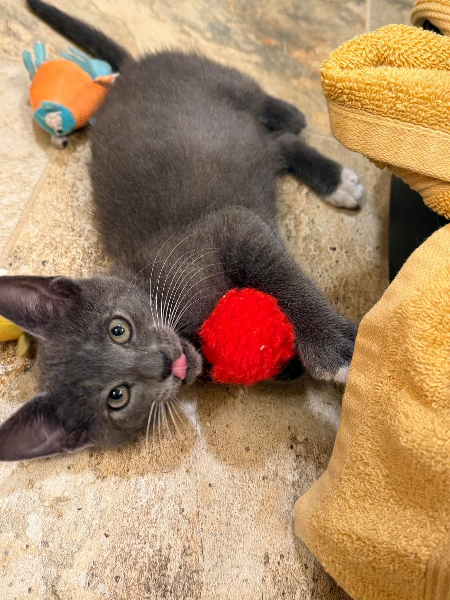 Bossy (TS), an adopted Domestic Short Hair in Schertz, TX image 2/3