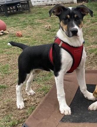 Saint (AL), Adoptable, Puppy Male Retriever.