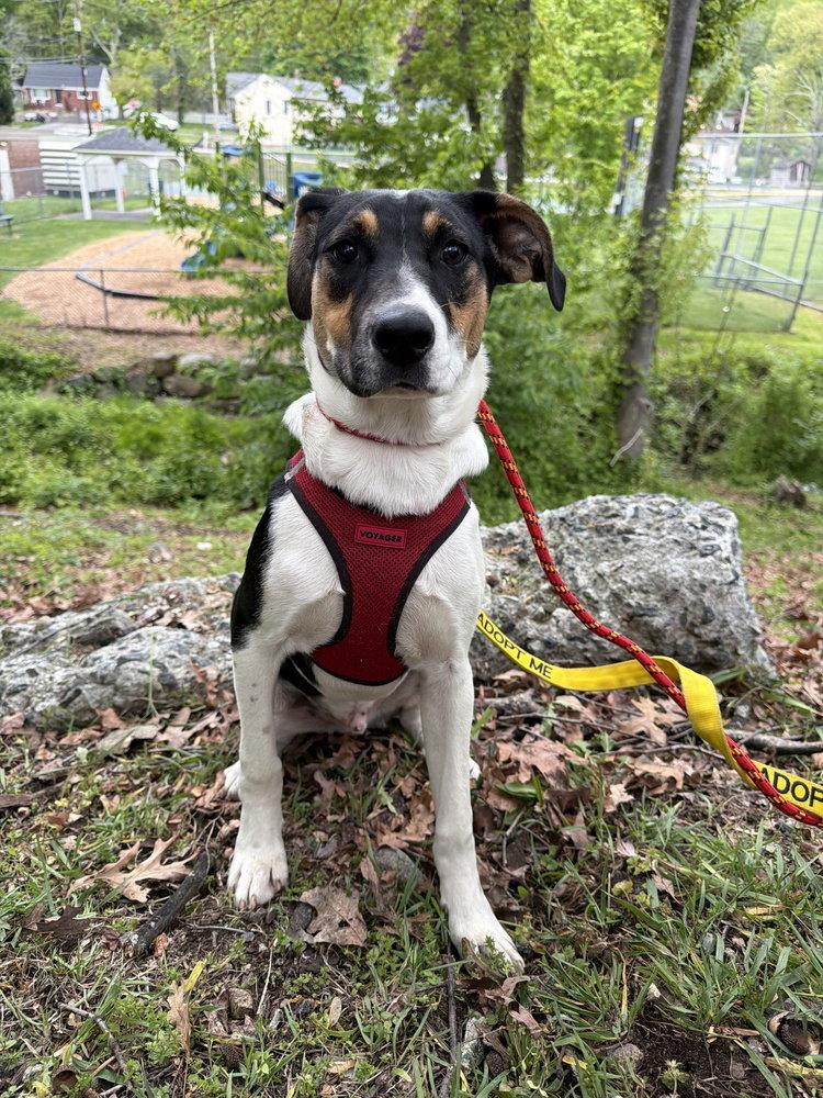 Enlarge Saint (AL), a Adoptable Retriever in New York, NY image 3/3