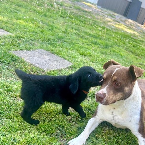 Enlarge Jackson (5/13), an adopted mixed breed in Watertown, CT image 5/6