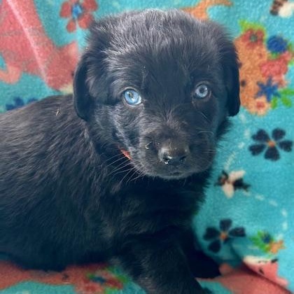 Enlarge Jackson (5/13), an adopted mixed breed in Watertown, CT image 3/6