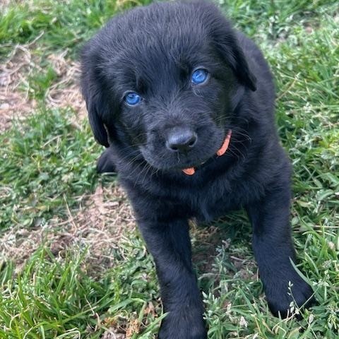Enlarge Jackson (5/13), an adopted mixed breed in Watertown, CT image 4/6