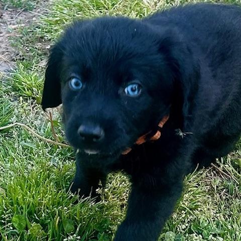 Enlarge Jackson (5/13), an adopted mixed breed in Watertown, CT image 6/6