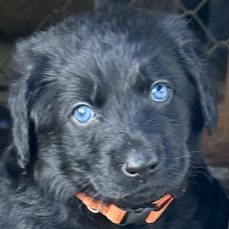 Jackson (5/13), adopted, Puppy Male German Shepherd Dog & Flat-Coated Retriever.