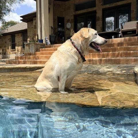 Enlarge Penny, a Adoptable mixed breed in Austin, TX image 4/4