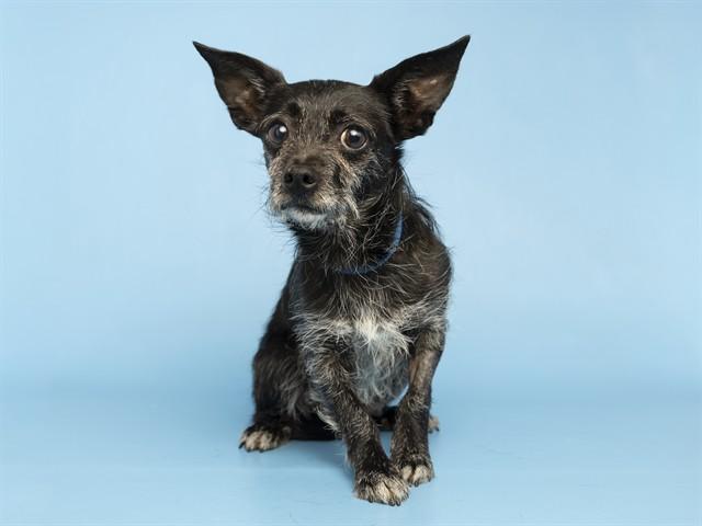 NORMAN, Adoptable, Adult Male Cairn Terrier & Chihuahua.