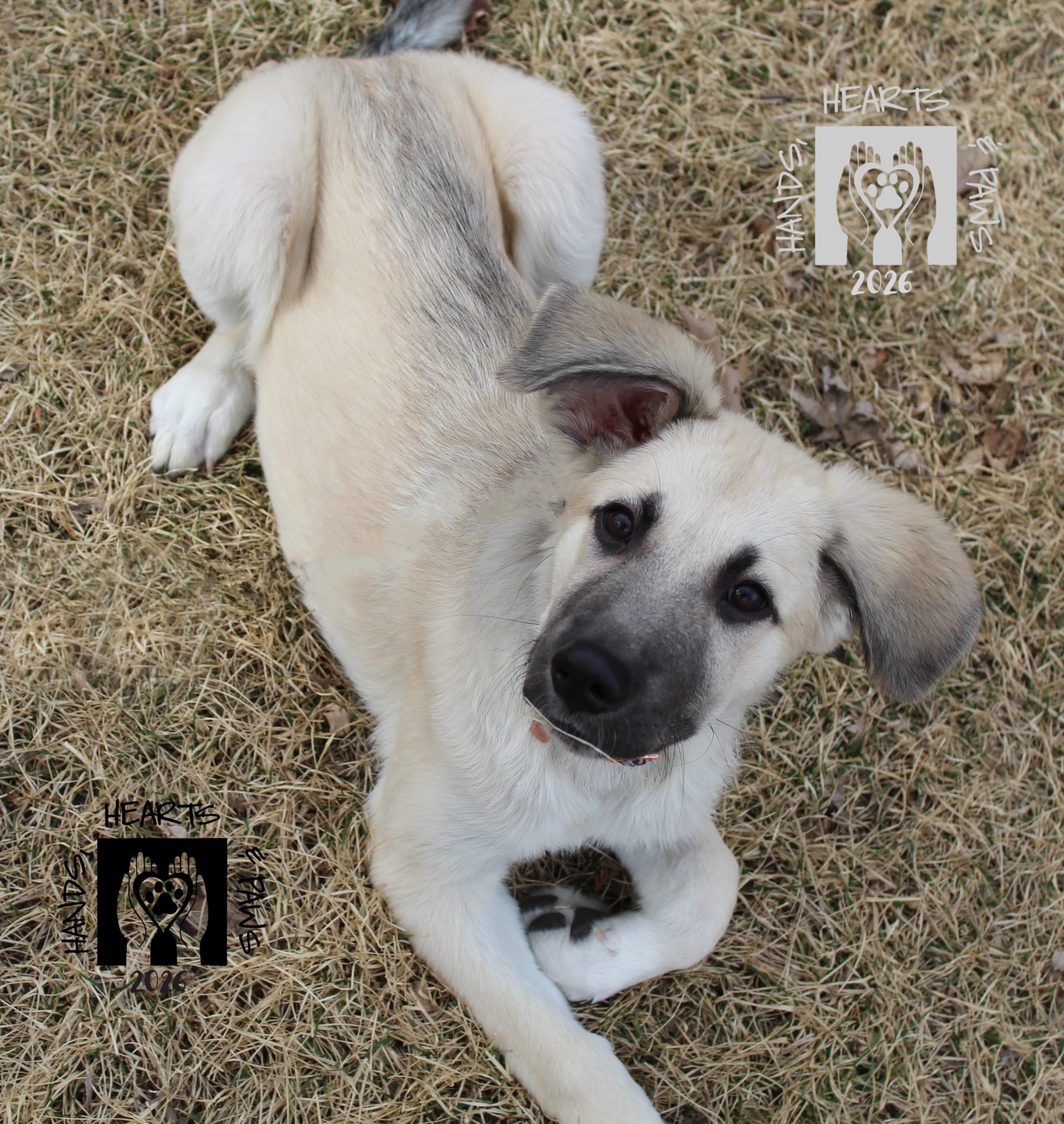 Twila, Adoptable, Puppy Female Anatolian Shepherd.