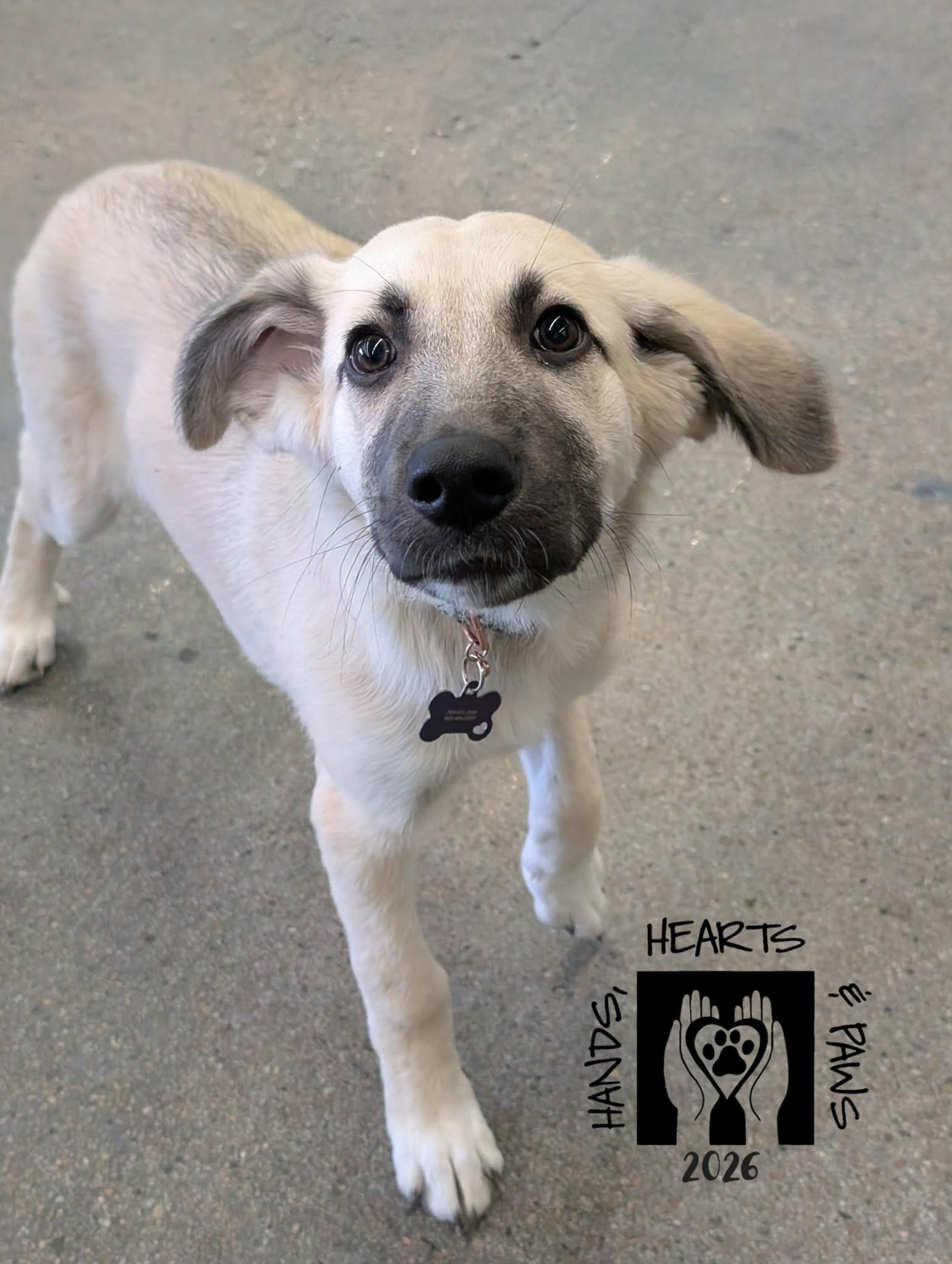 Enlarge Twila, a Adoptable mixed breed in Omaha, NE image 3/6