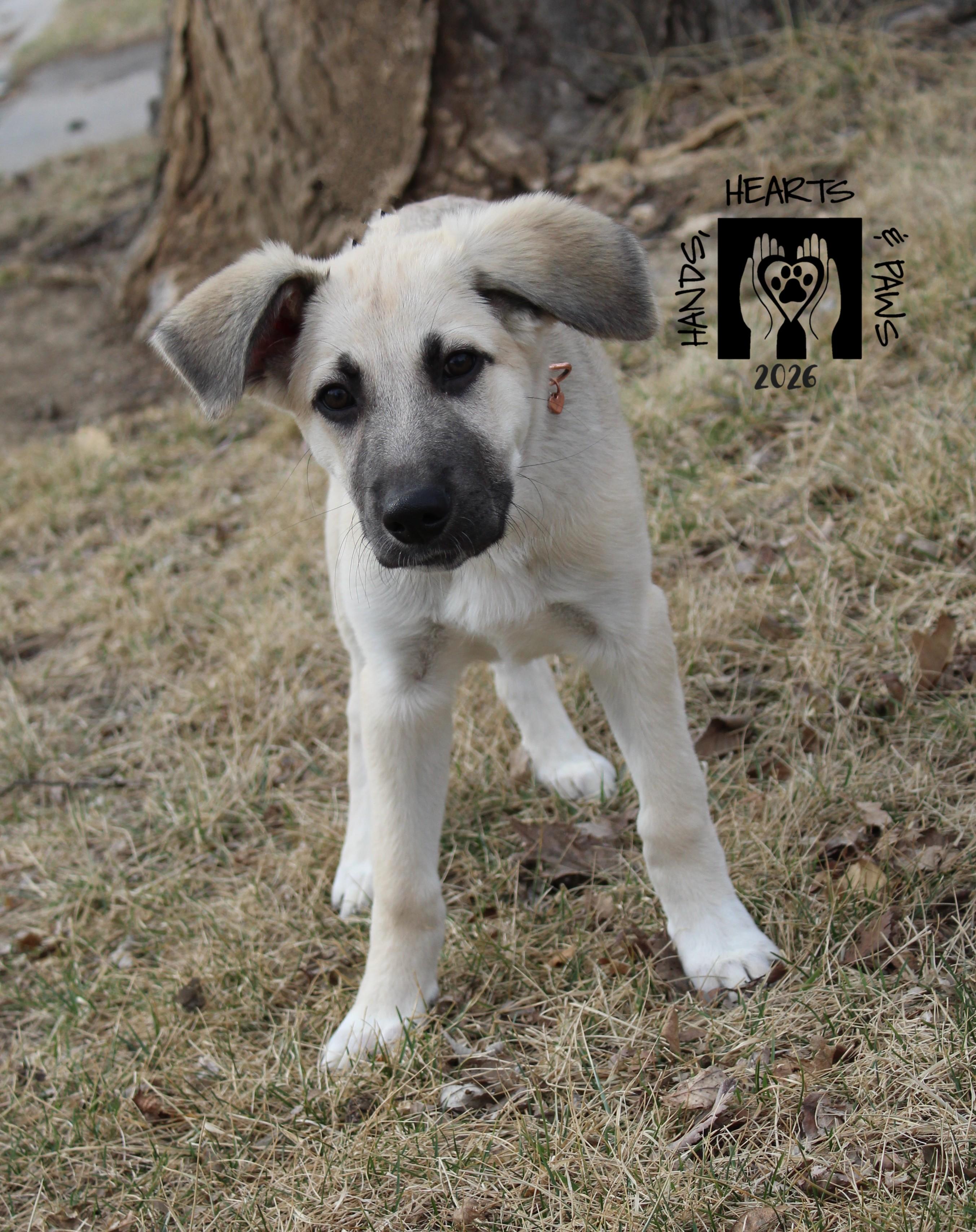 Enlarge Twila, a Adoptable mixed breed in Omaha, NE image 6/6