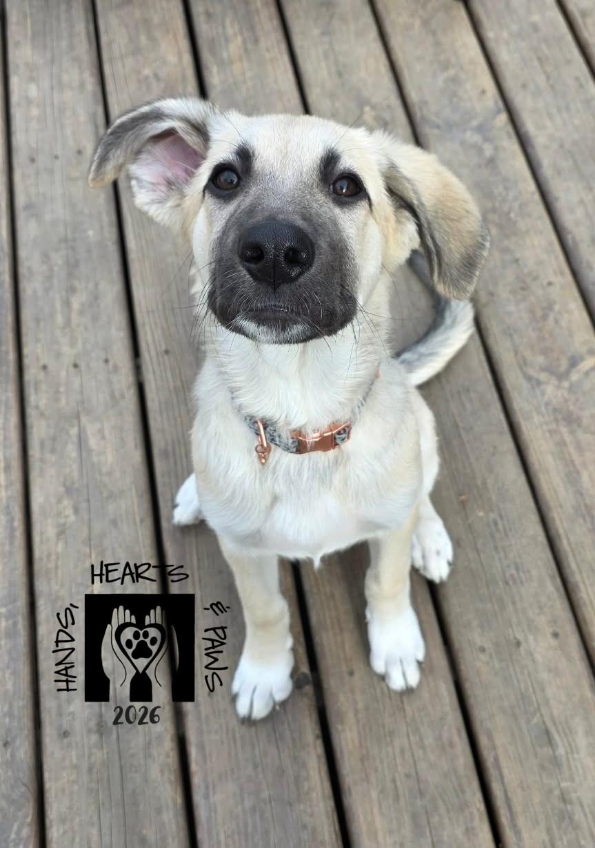 Enlarge Twila, a Adoptable mixed breed in Omaha, NE image 4/6