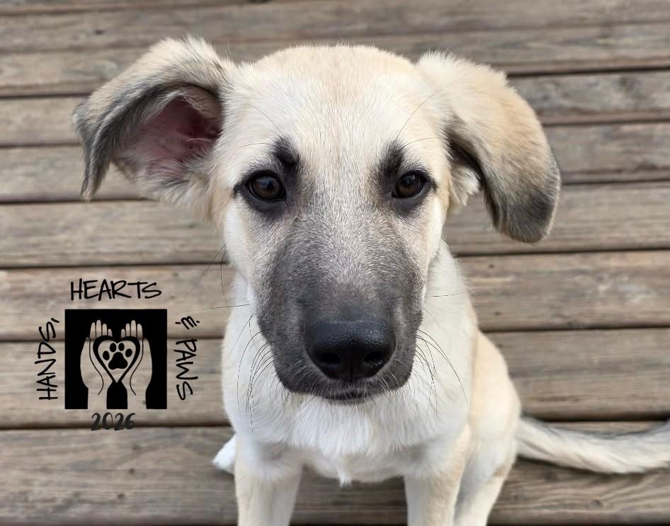 Enlarge Twila, a Adoptable mixed breed in Omaha, NE image 5/6