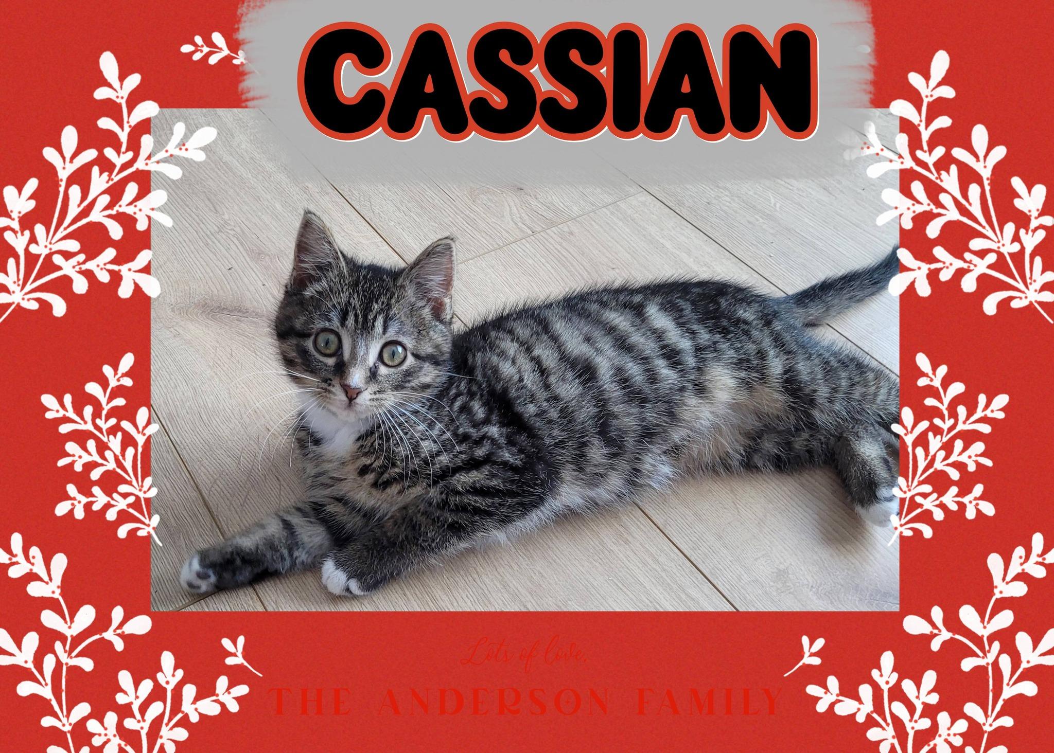 CASSIAN, adopted, Kitten Male Domestic Short Hair.