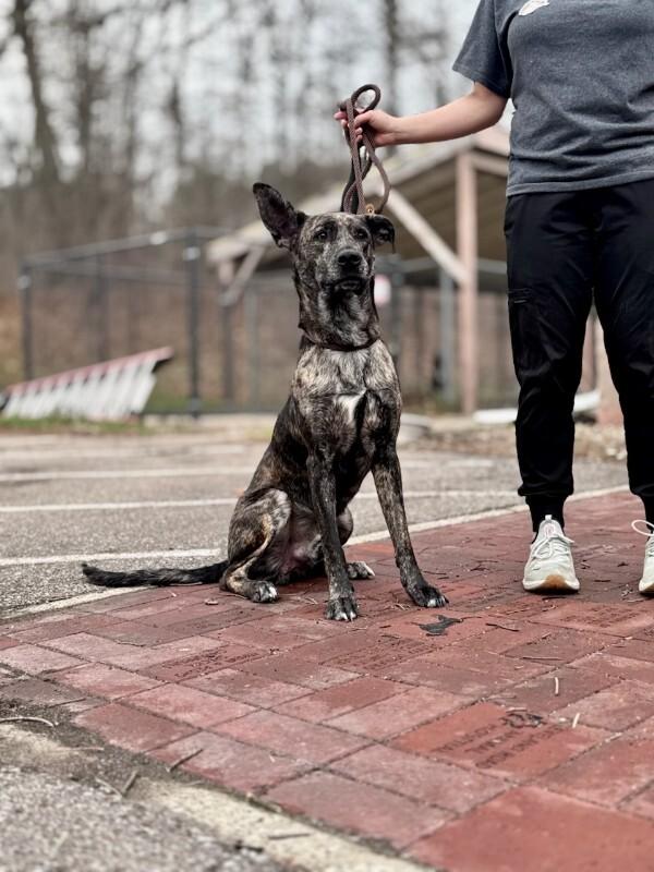 Pluto, Adoptable, Adult Male Mixed Breed.