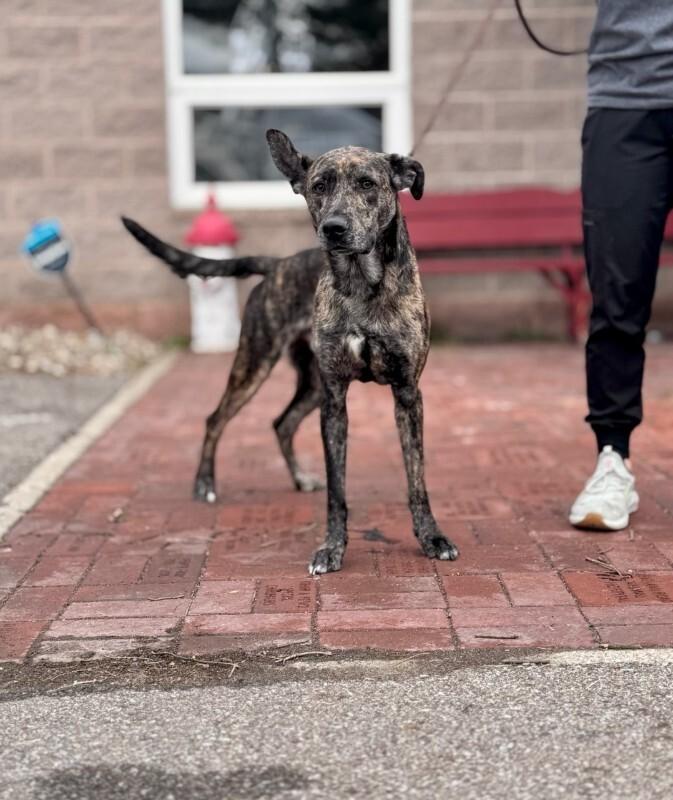 Enlarge Pluto, a Adoptable Mixed Breed in Wooster, OH image 2/3