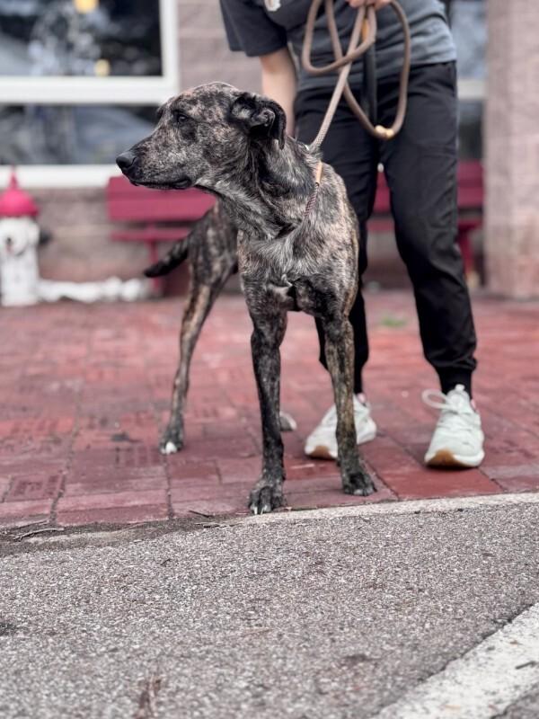 Enlarge Pluto, a Adoptable Mixed Breed in Wooster, OH image 3/3