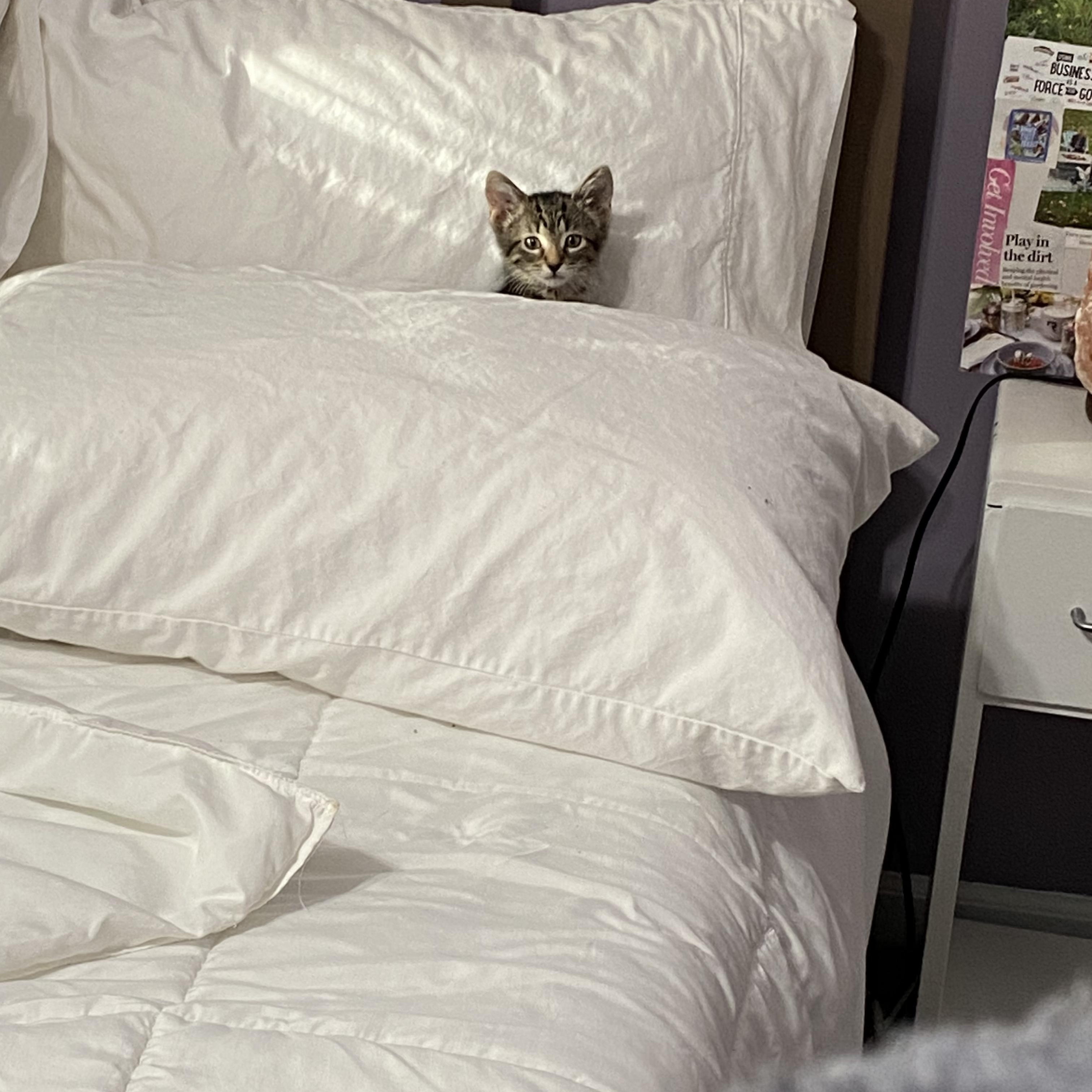 Enlarge Finch, a Adoptable American Shorthair in Wheeling, IL image 1/3