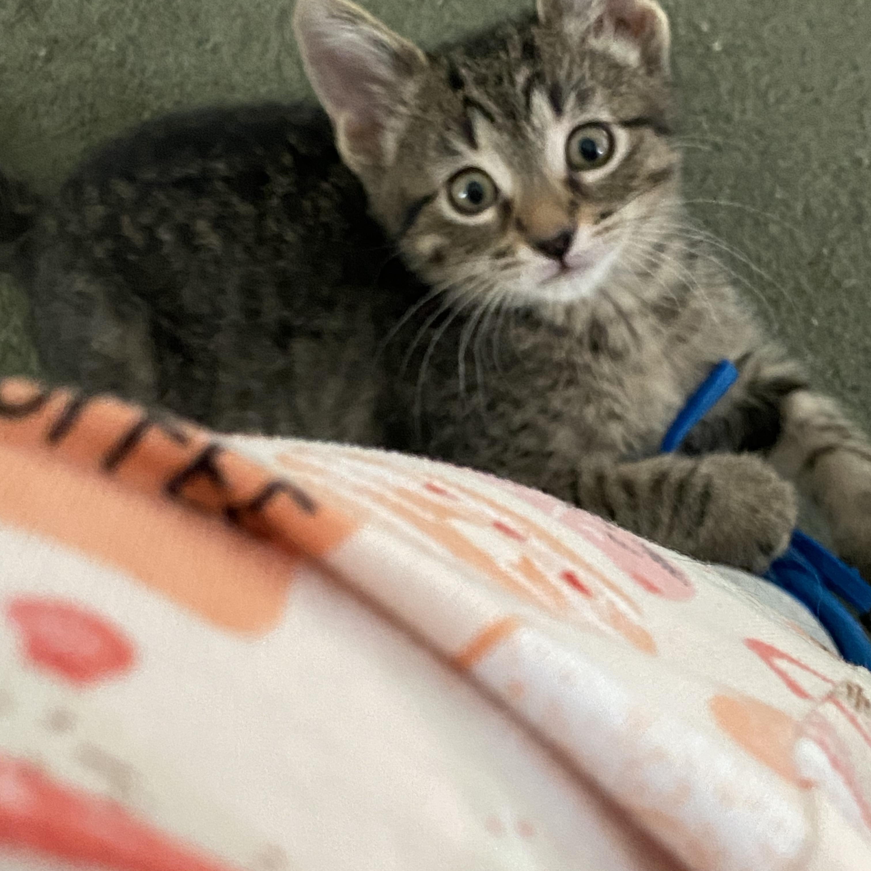 Enlarge Finch, a Adoptable American Shorthair in Wheeling, IL image 2/3