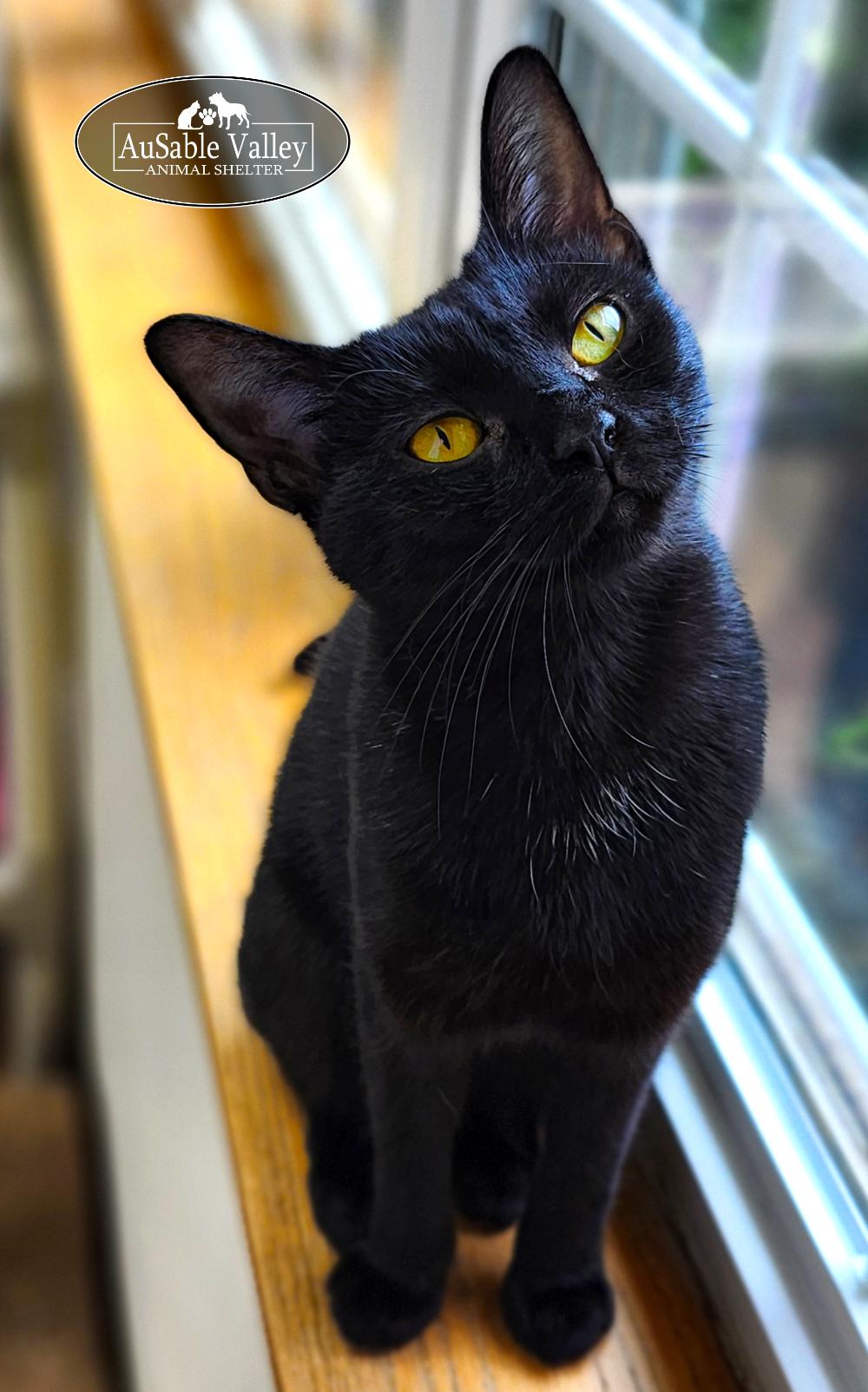 Priscilla