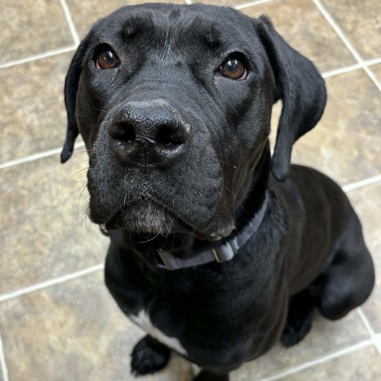 Enlarge Rosie , a ADOPTABLE mixed breed in Pelham, NH image 1/6