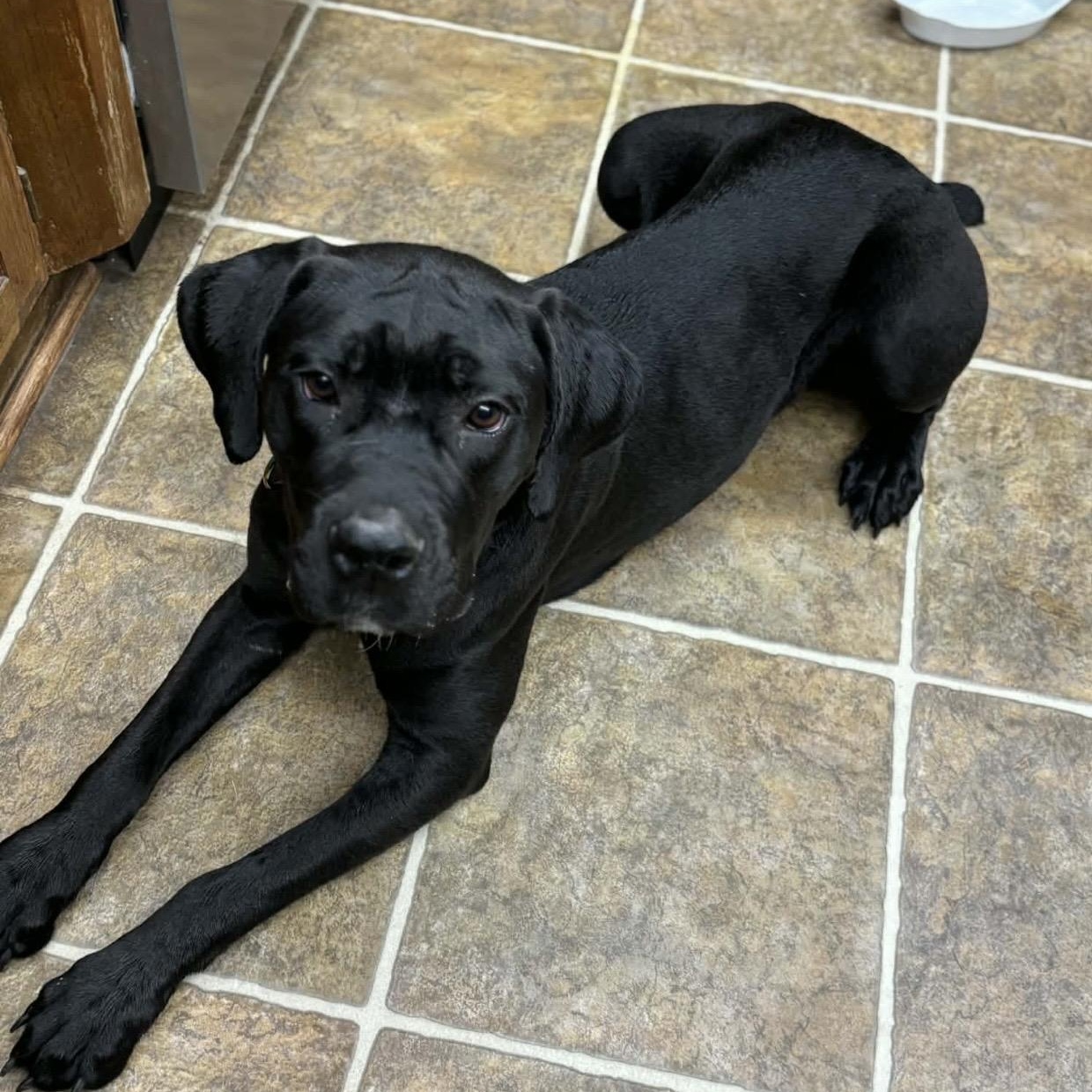 Enlarge Rosie , a ADOPTABLE mixed breed in Pelham, NH image 3/6